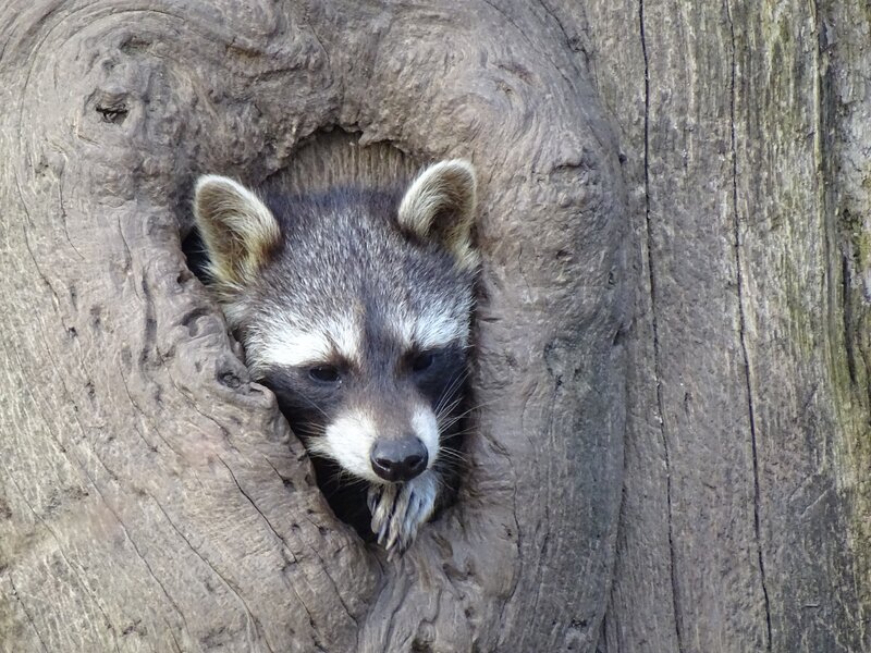 raccoon in tree hollow