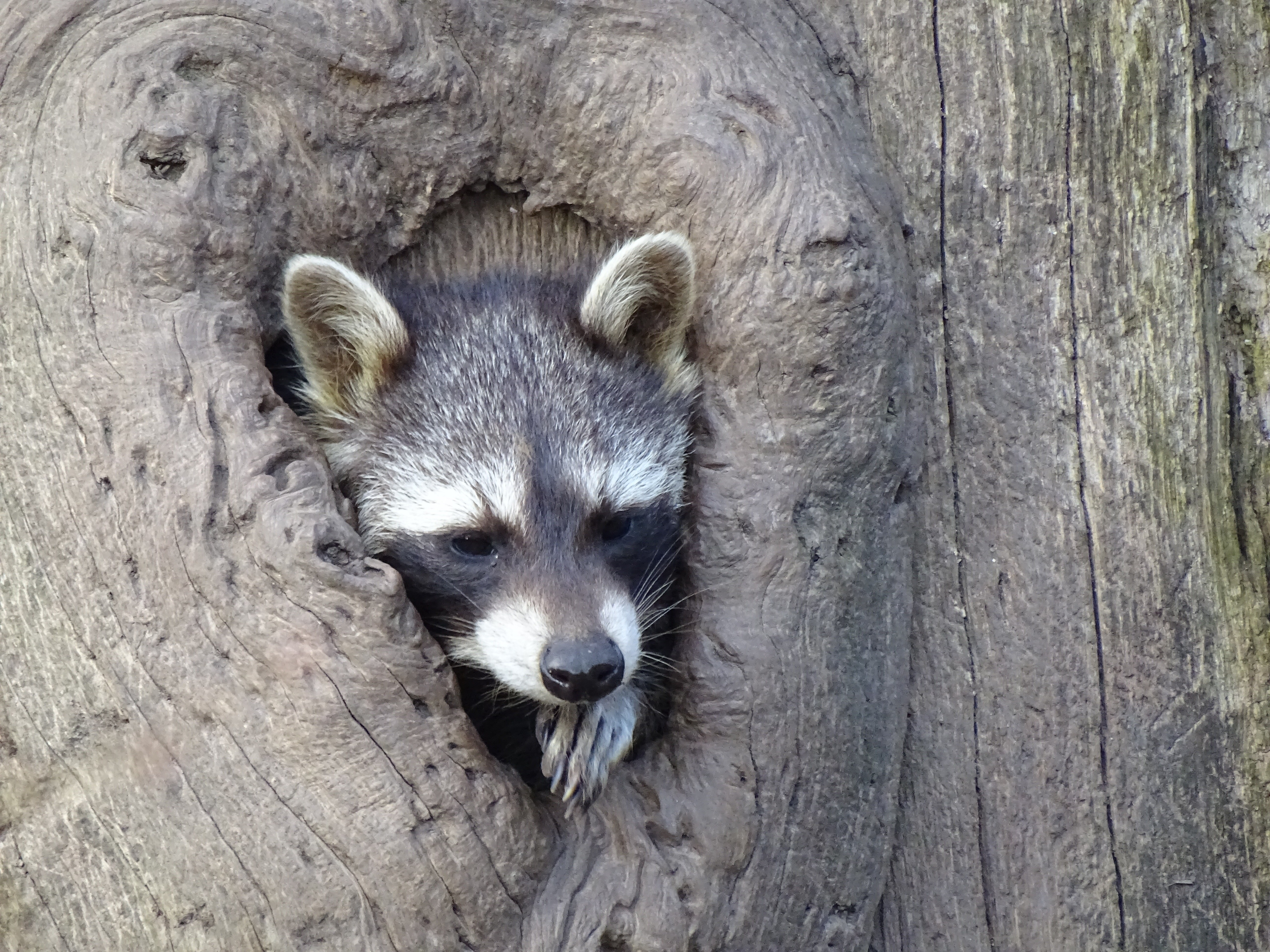 raccoon in tree hollow