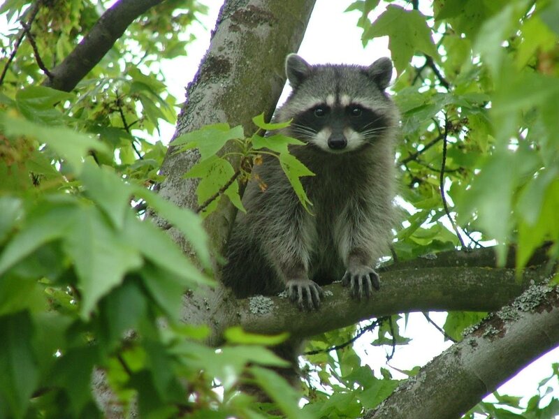 Raccoon in Tree