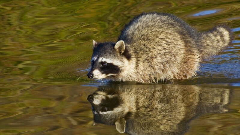 Raccoon in Water — Brown