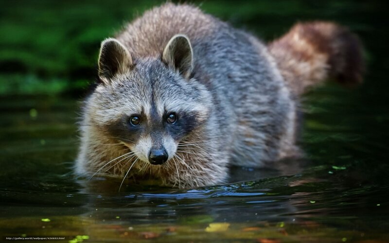 Raccoon in Water — Gray
