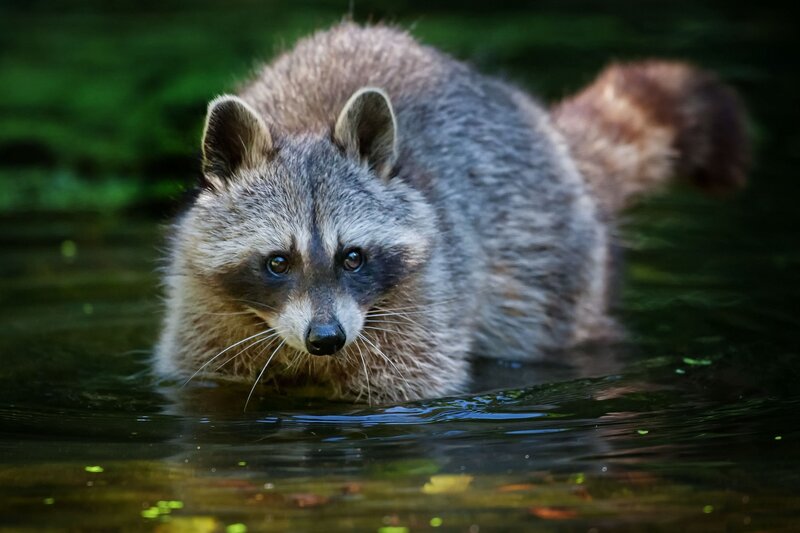 Raccoon in Water