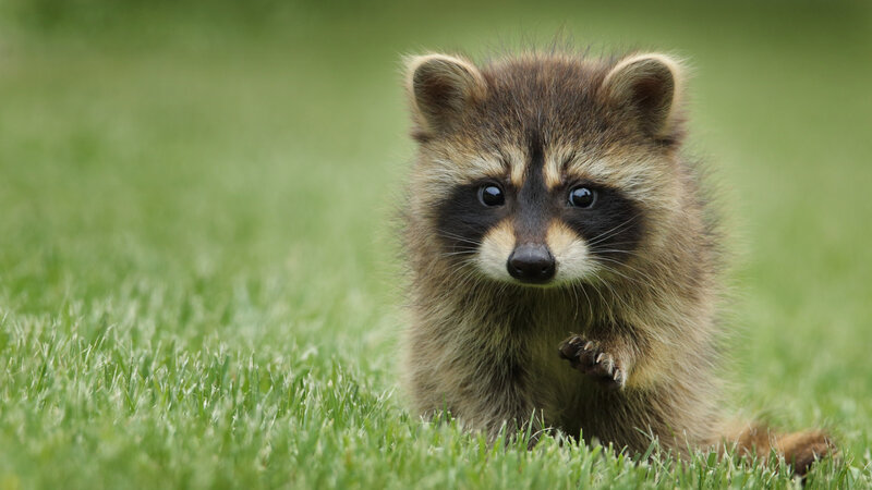 Raccoon Kit in Grass