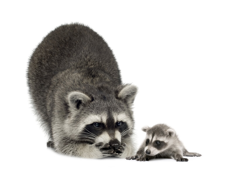 Raccoon Mother and Baby