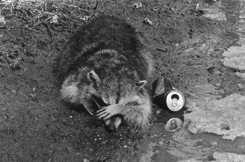 Raccoon near a can