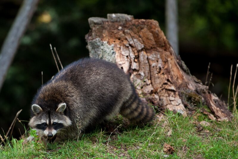 raccoon near tree stump