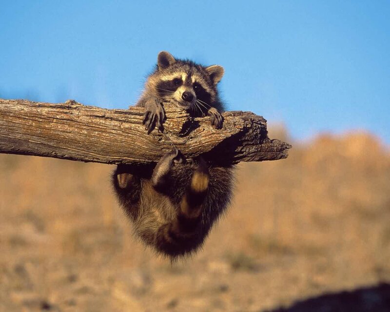 Raccoon on a Branch — Blue