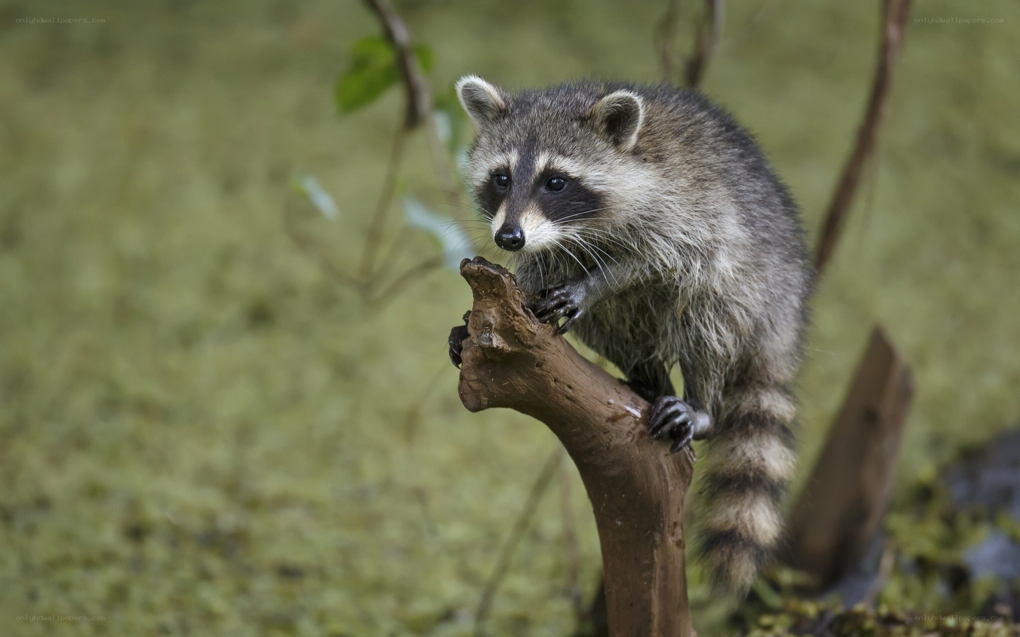 raccoon on a branch