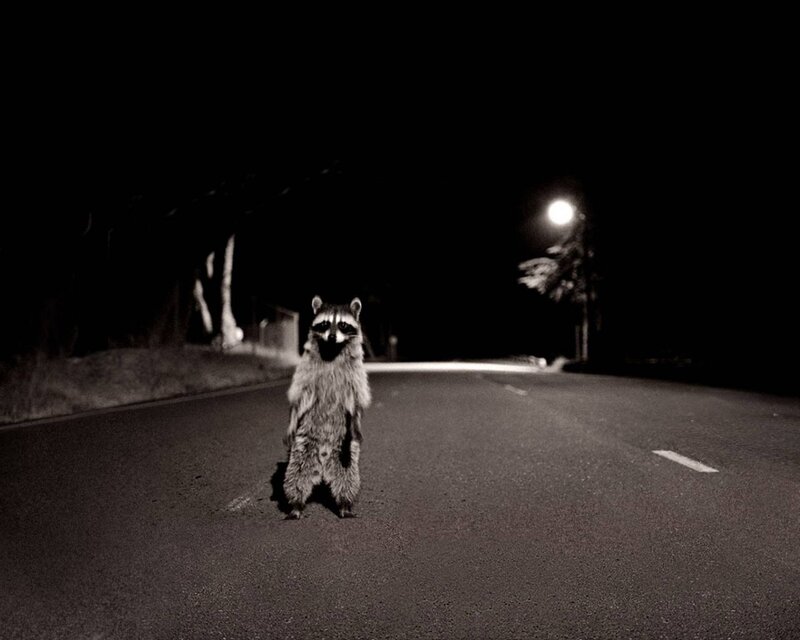 raccoon on a dark road