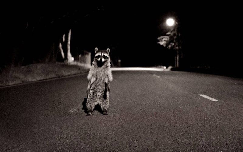 raccoon on a dark road