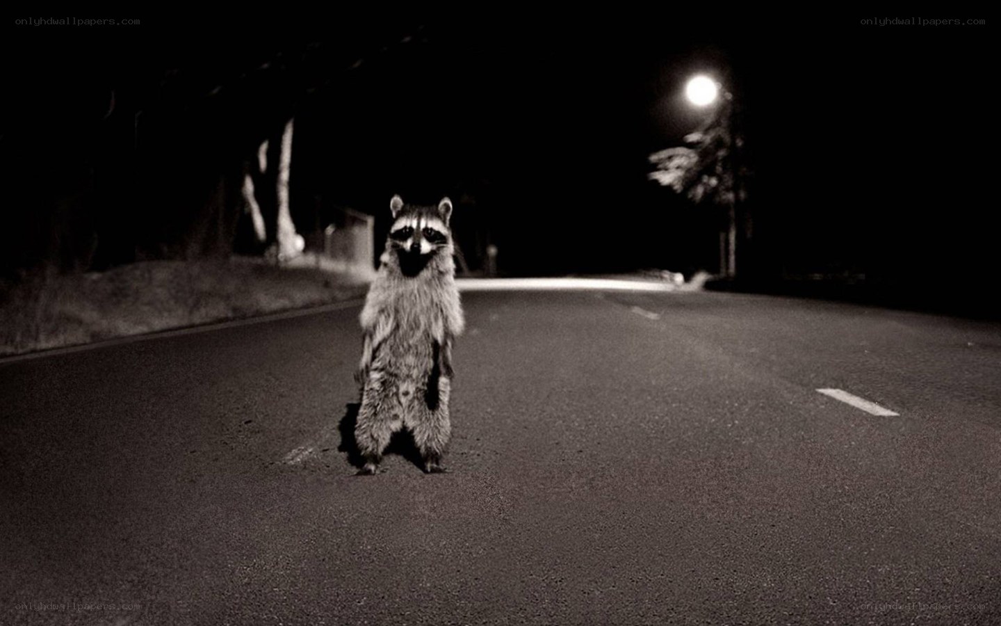 raccoon on a dark road