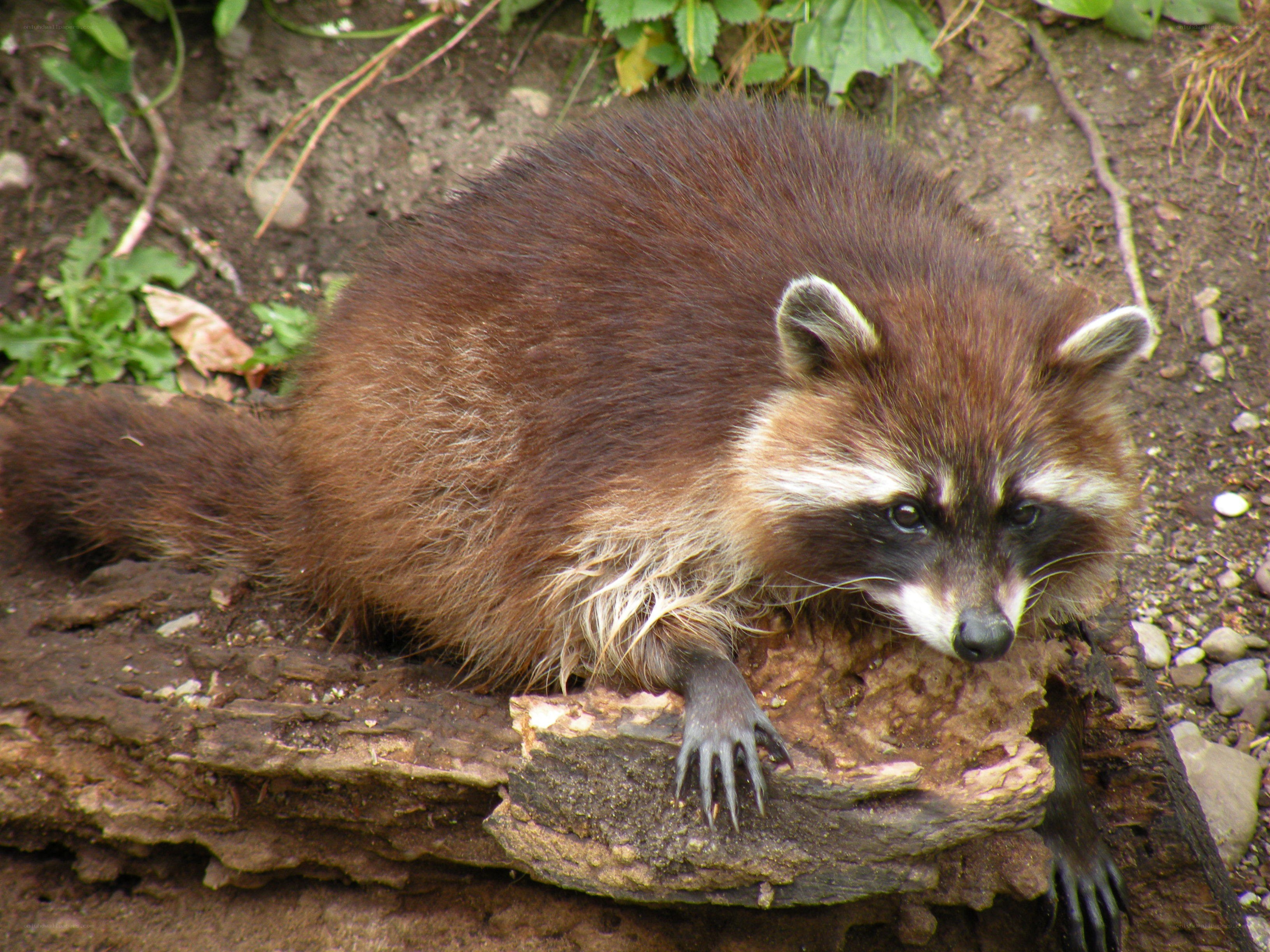 raccoon on a log
