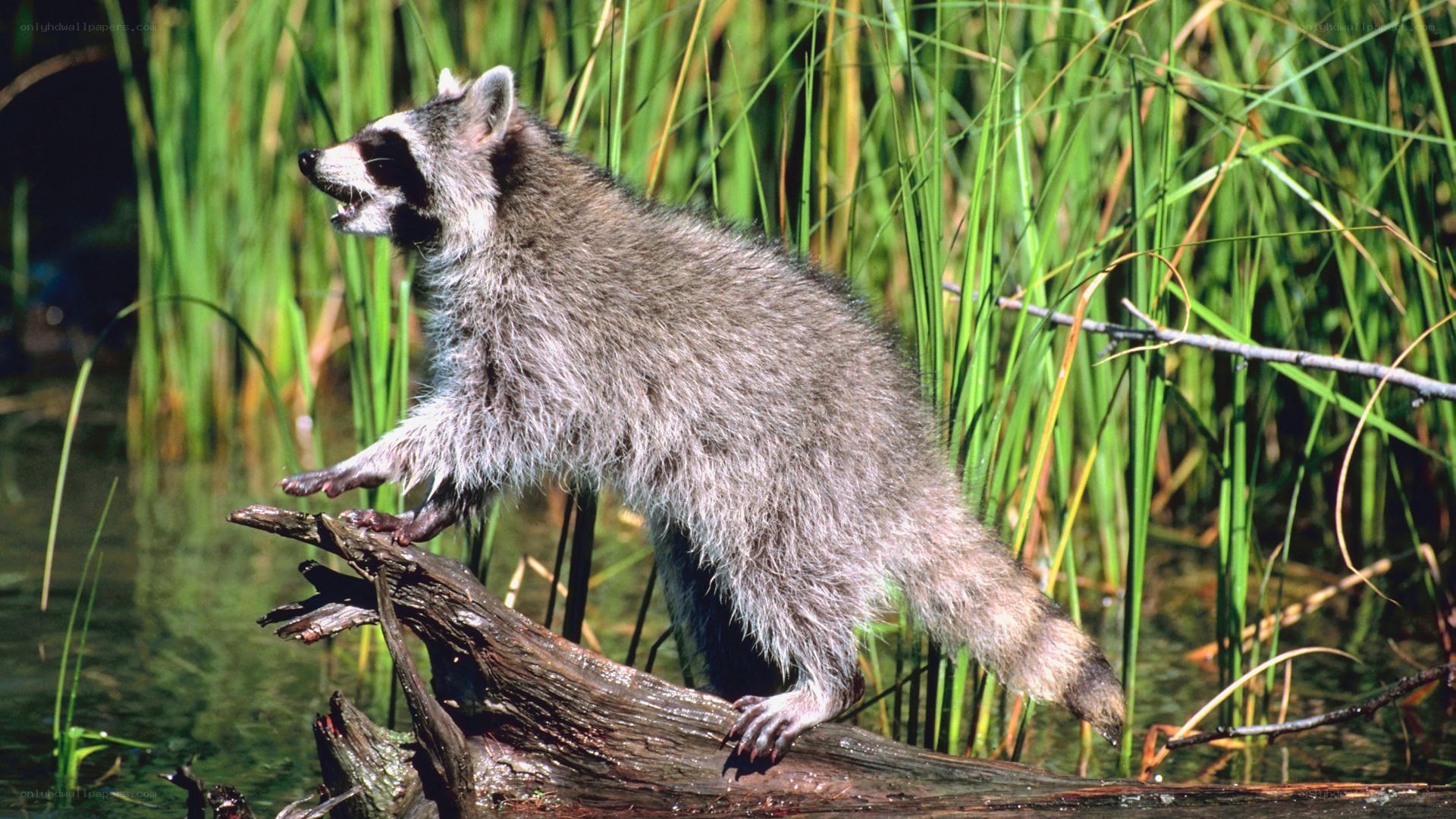 raccoon on a log
