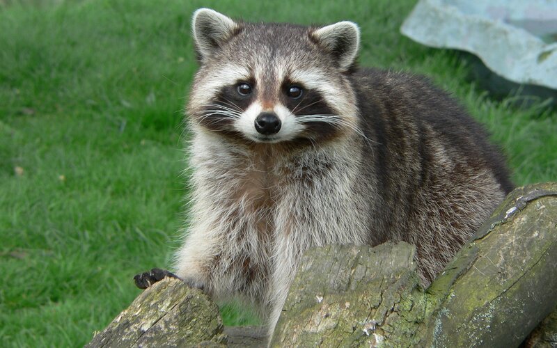 Raccoon on a log
