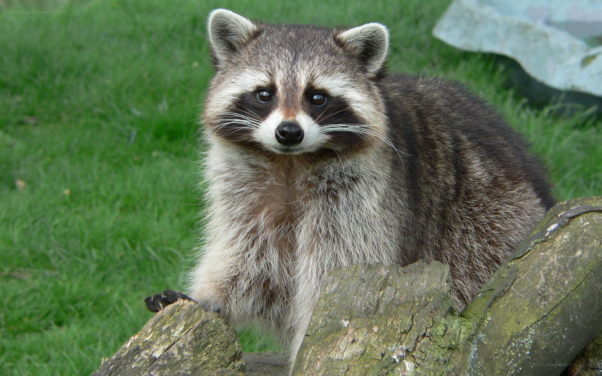 Raccoon on a log
