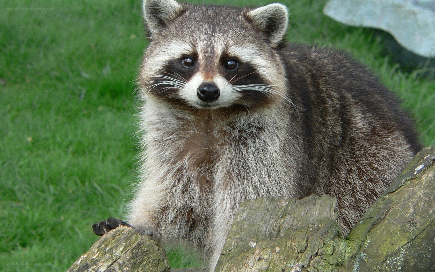 raccoon on a log