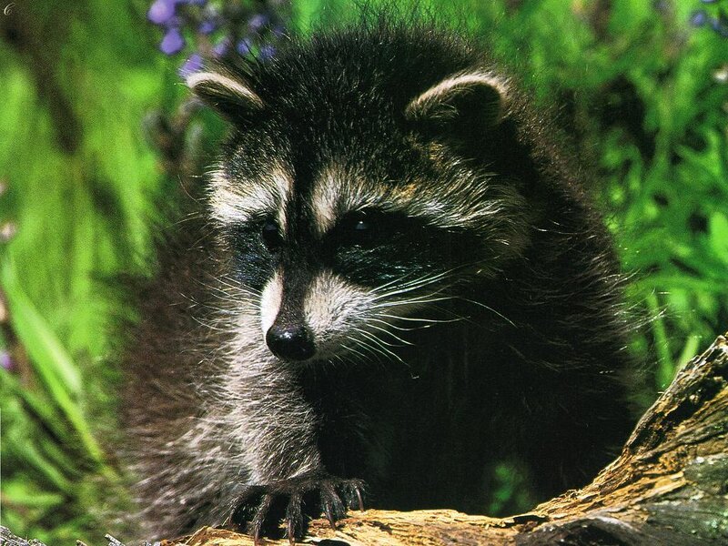 Raccoon on a Log — Black