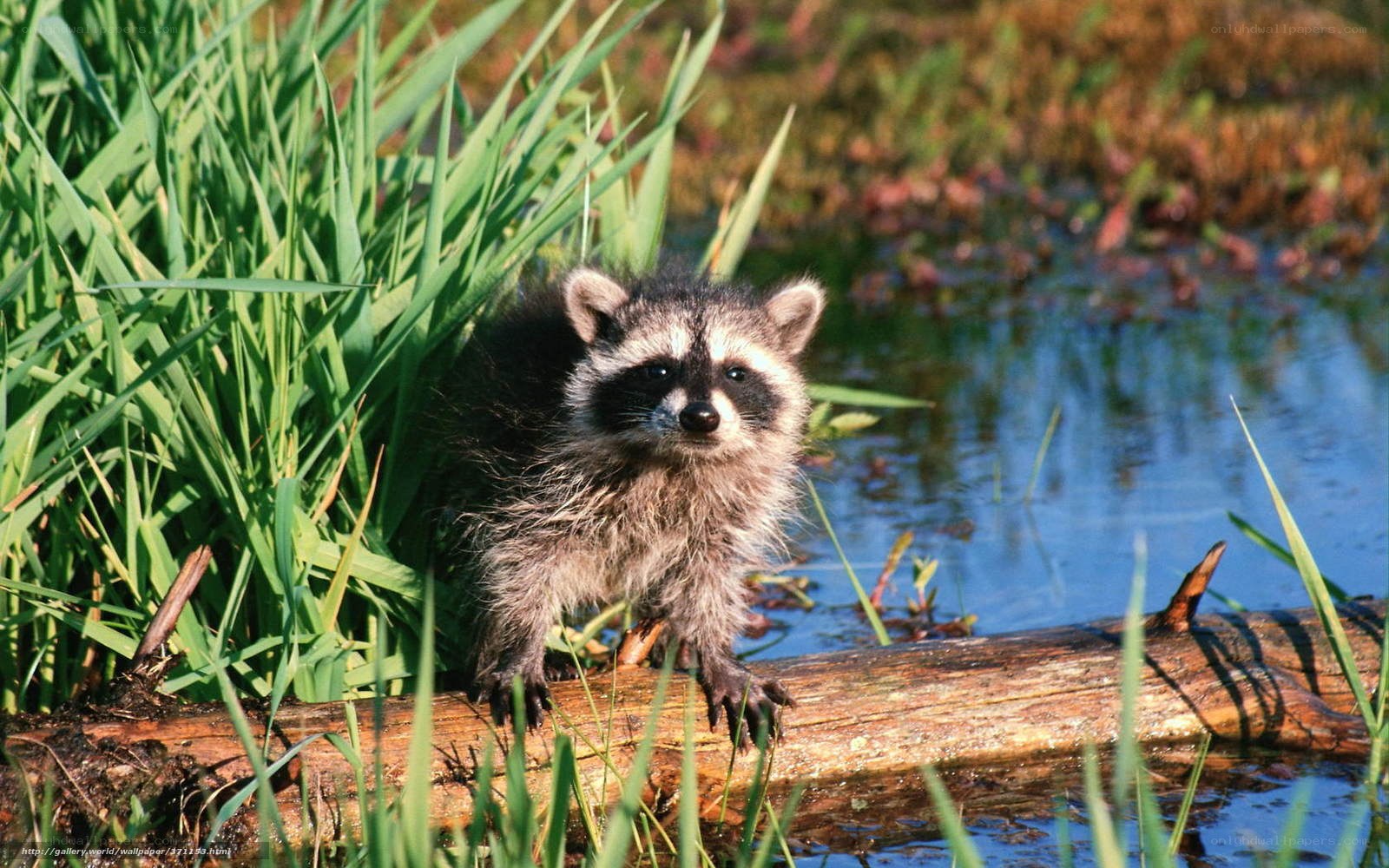 Raccoon on a log in marsh