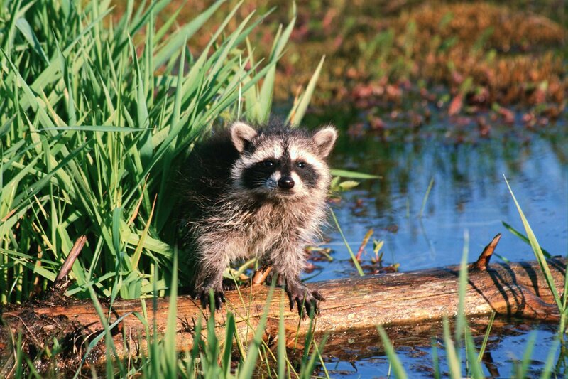 Raccoon on a log in wetlands