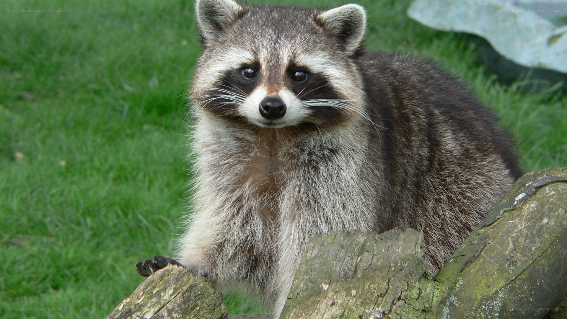 raccoon on a log