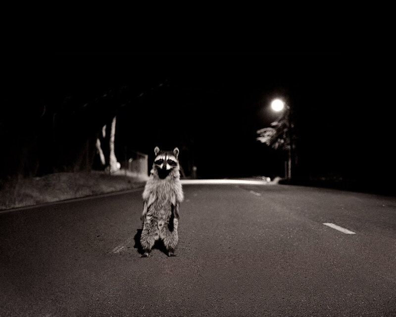 raccoon on a road at night