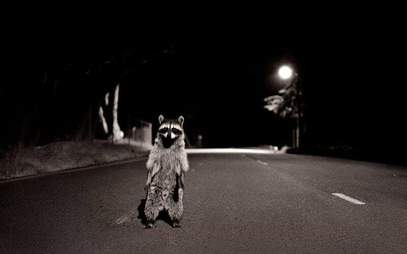 raccoon on a road at night