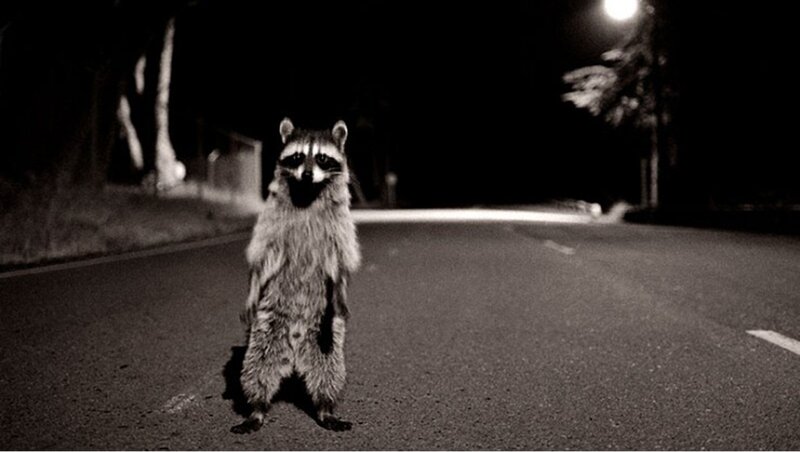 raccoon on a road at night