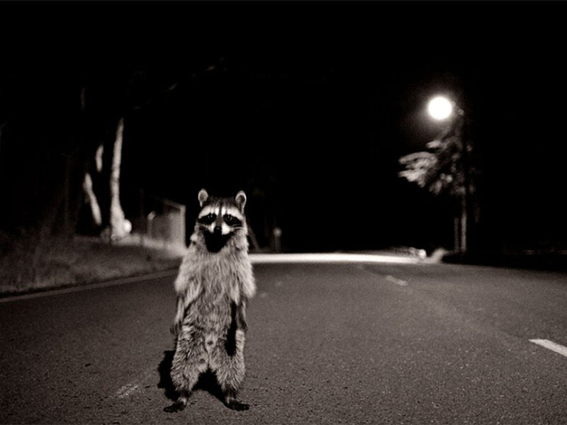 raccoon on a road at night