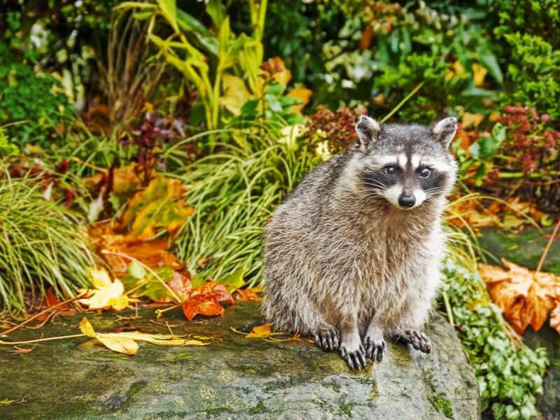 Raccoon on a Rock