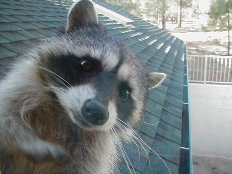 raccoon on a roof
