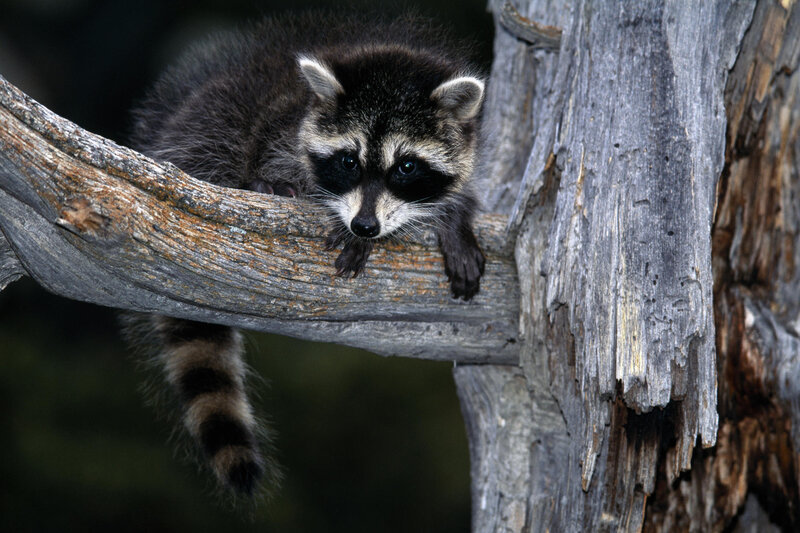 Raccoon on a tree branch