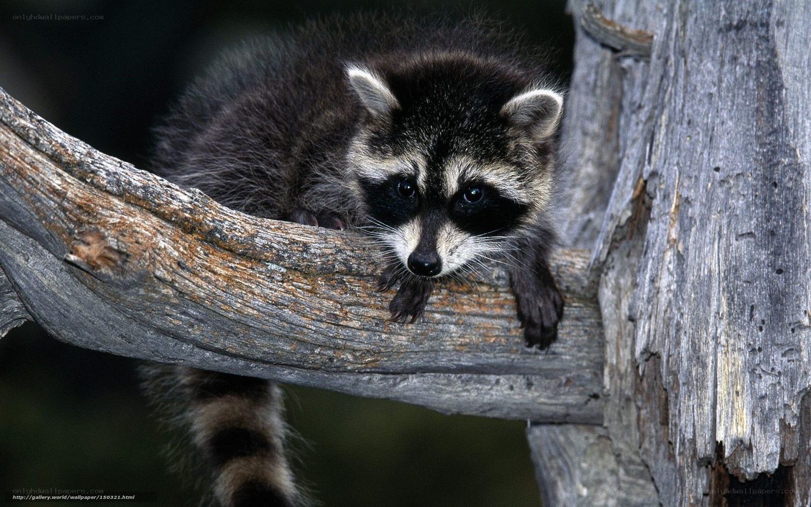 Raccoon on a tree branch
