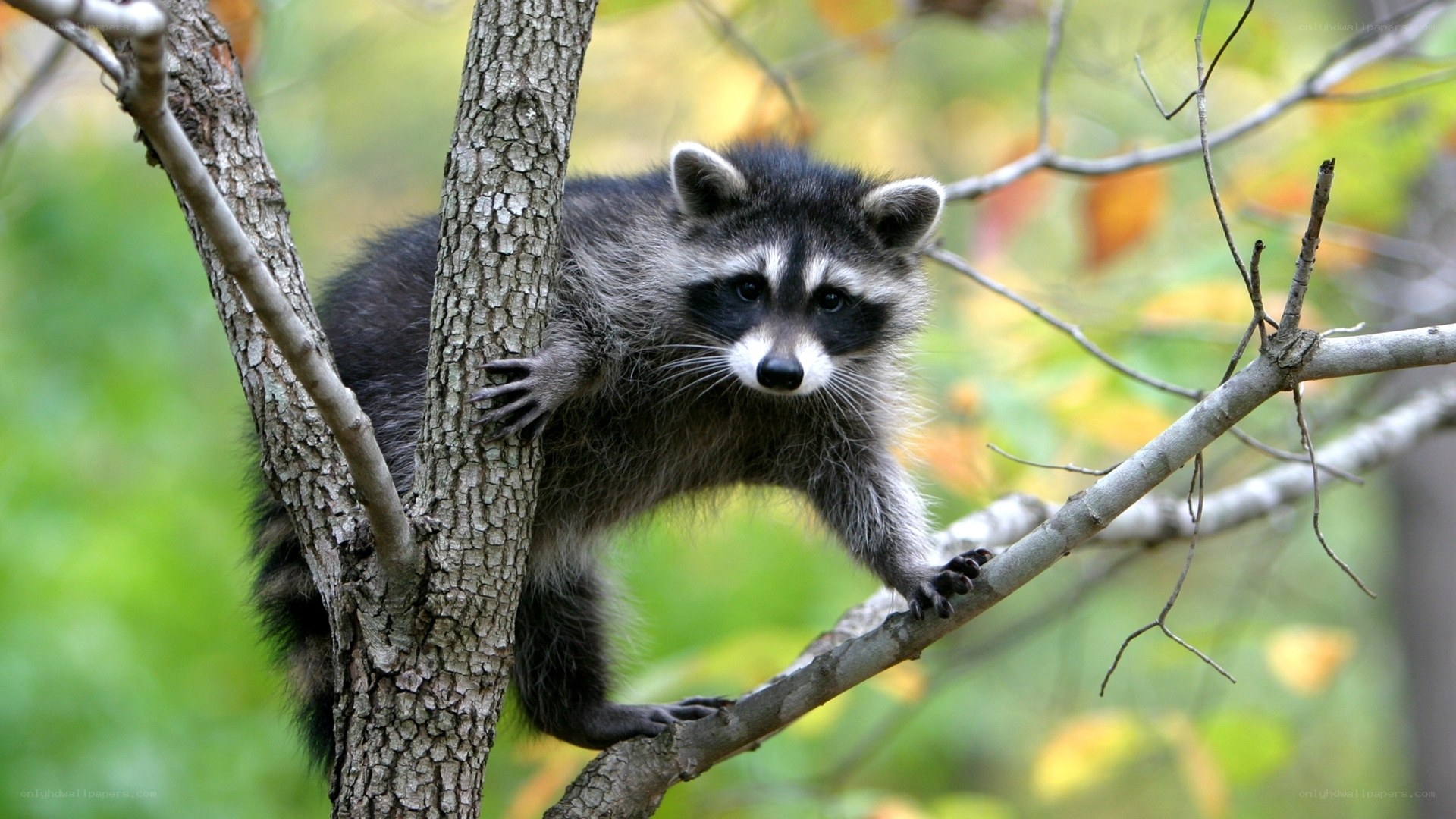 Raccoon on a tree branch