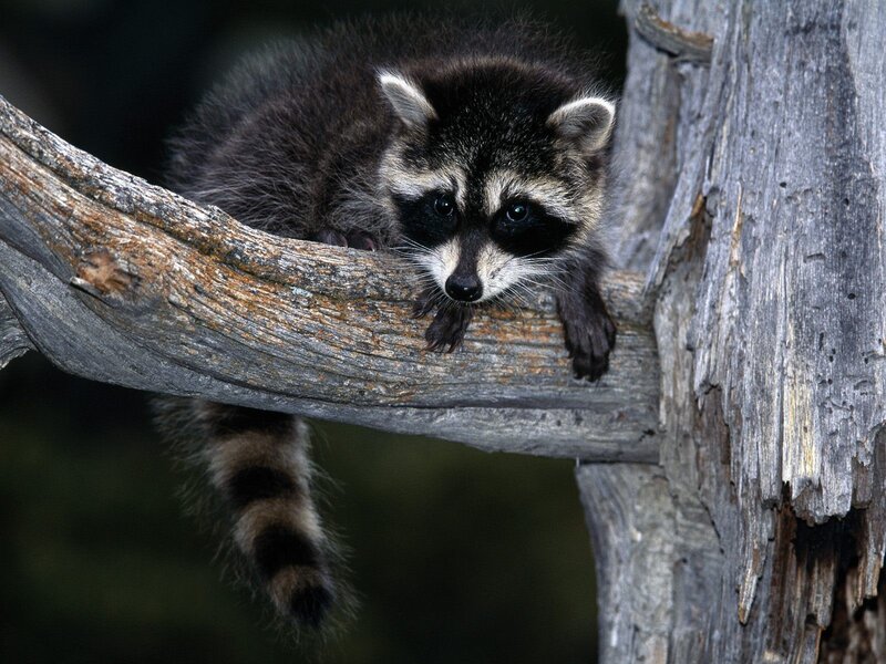 Raccoon on a tree branch