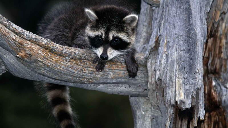 raccoon on a tree branch
