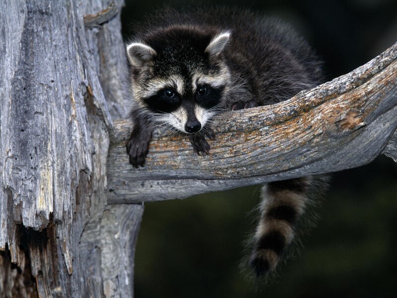 Raccoon on a tree branch