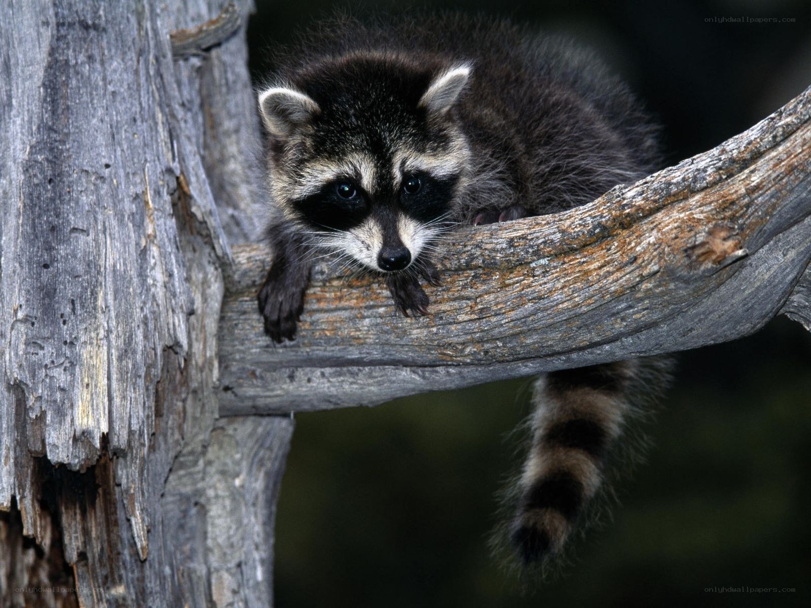 Raccoon on a tree branch