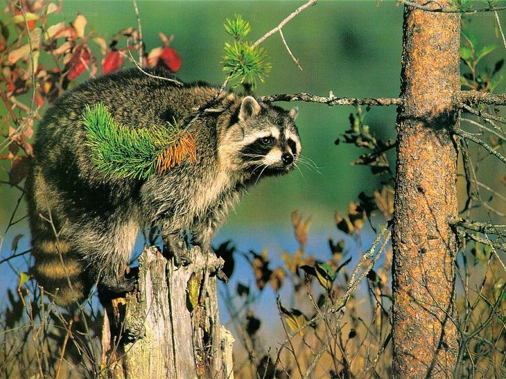 raccoon on a tree stump