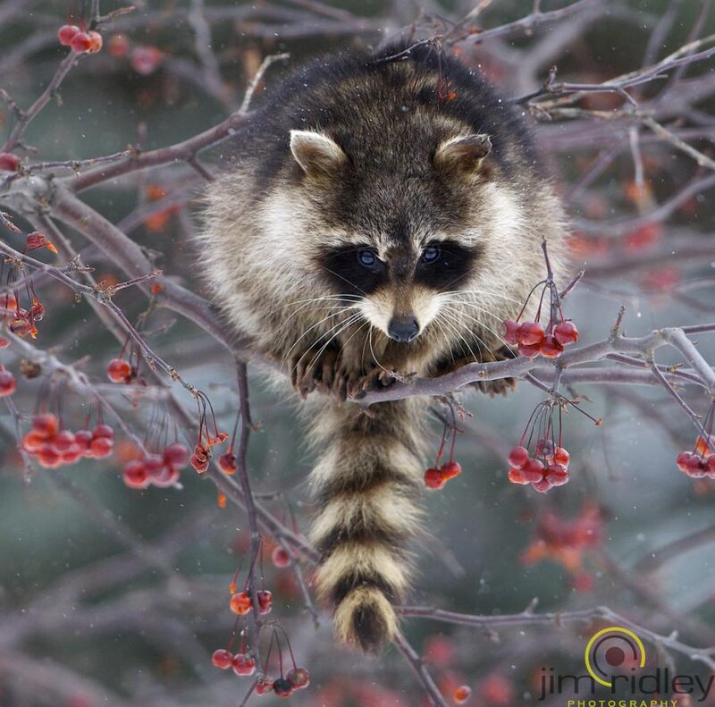 Raccoon on Berry Branch