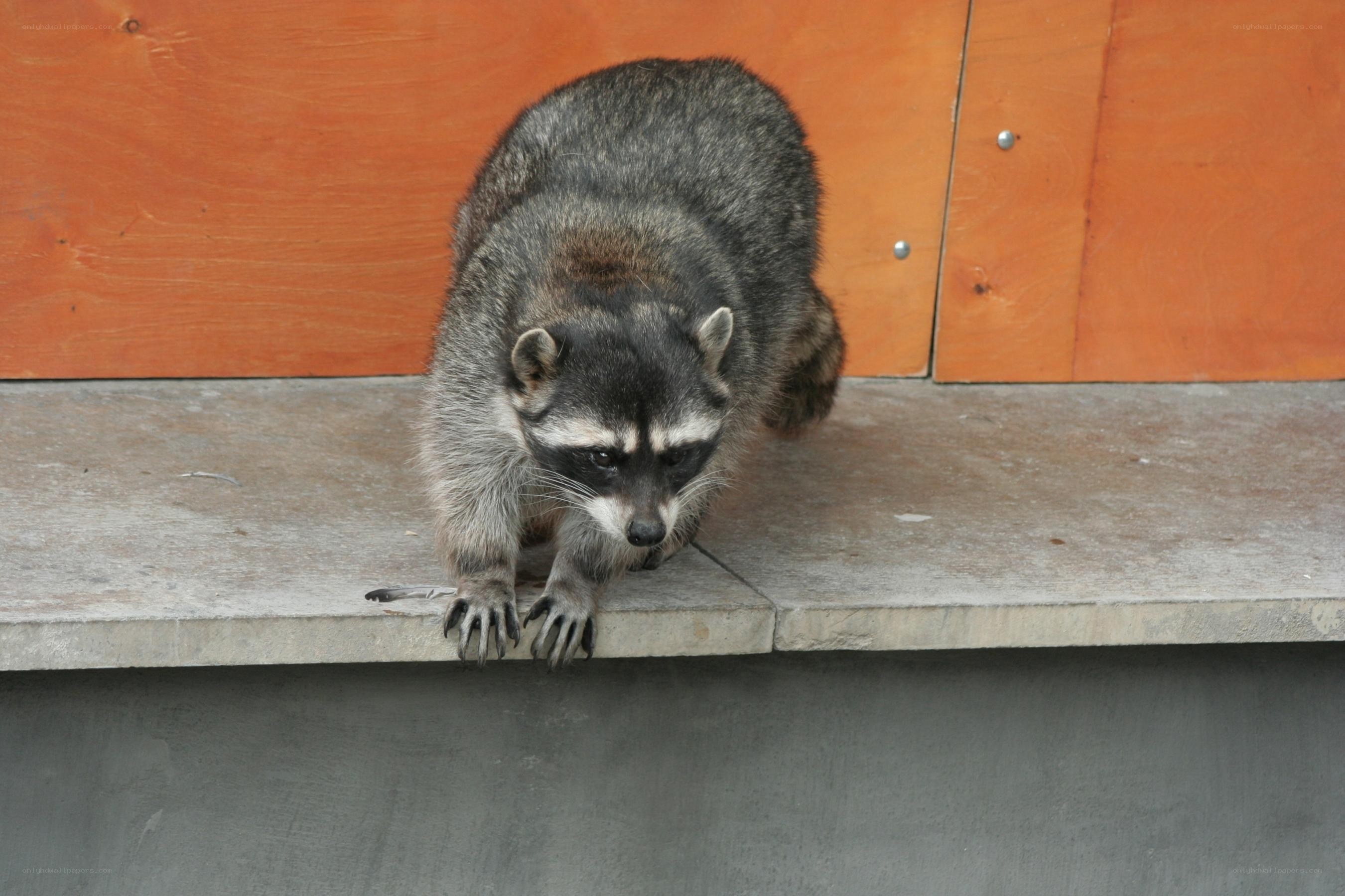 raccoon on concrete ledge