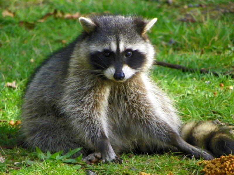 Raccoon on Grass