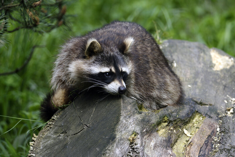 Raccoon on Log — Brown, Calm