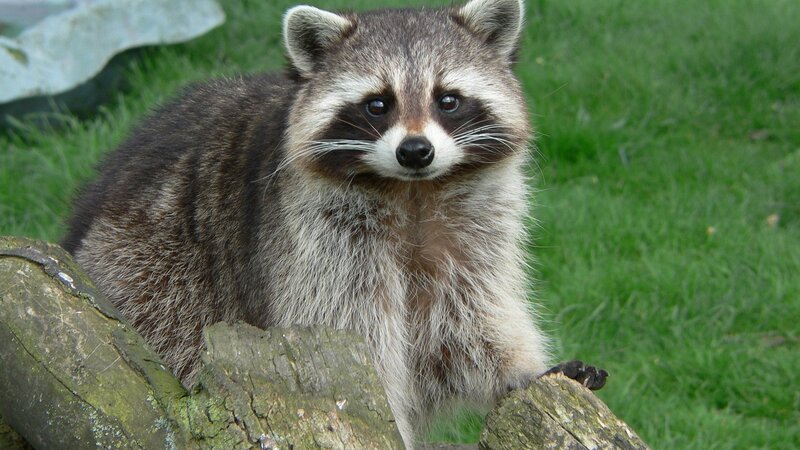 Raccoon on Log — Brown