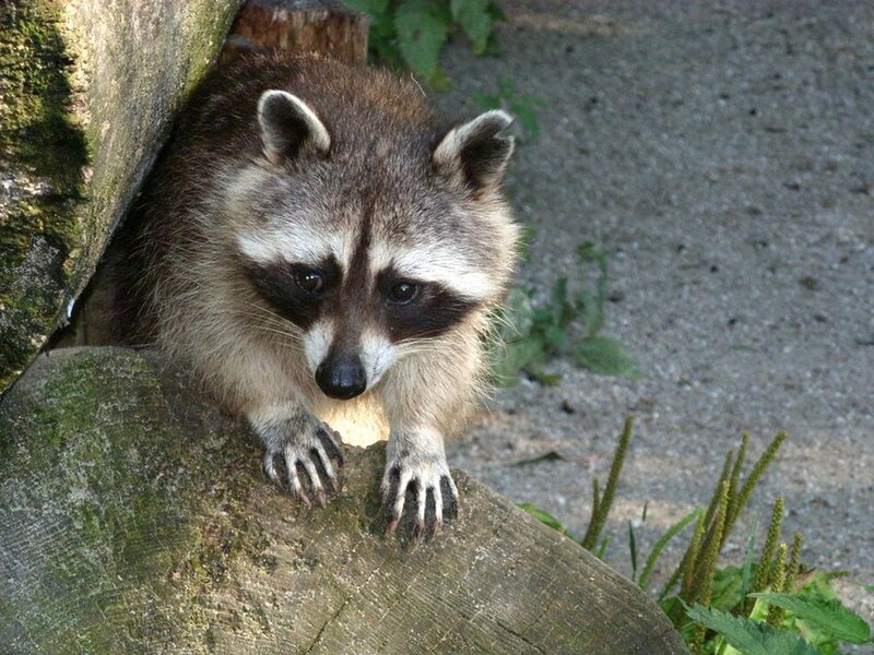 Raccoon on Log