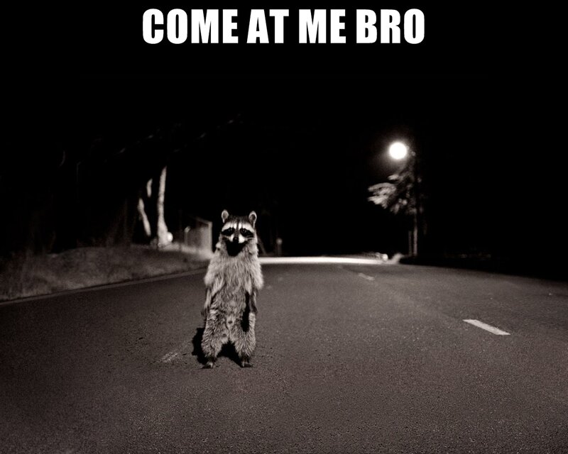 raccoon on road at night
