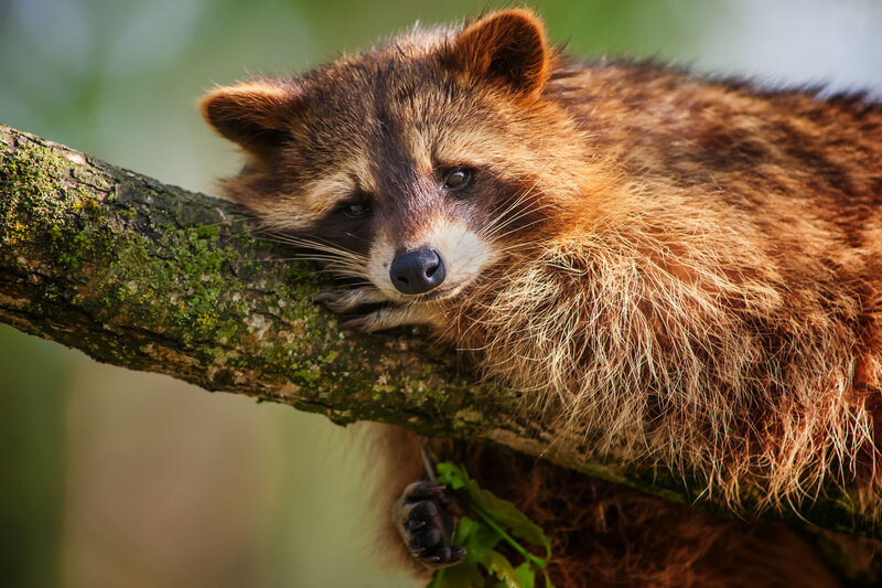 Raccoon on Tree Branch — Brown, Calm