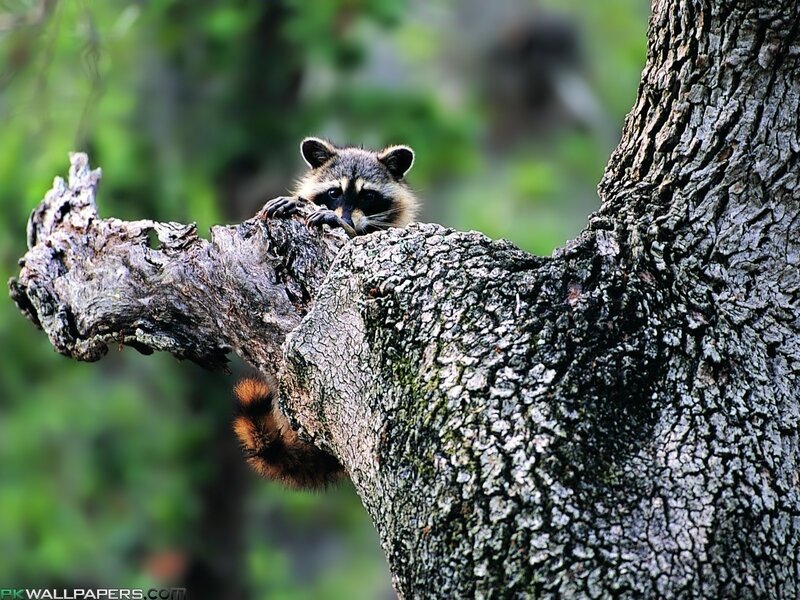 Raccoon on Tree Branch — Brown