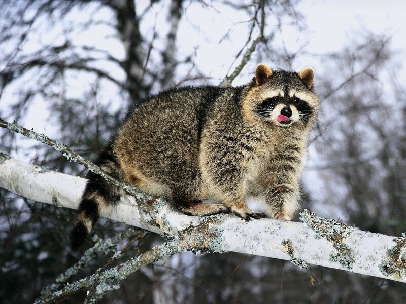 Raccoon on Tree Branch — Gray, Calm
