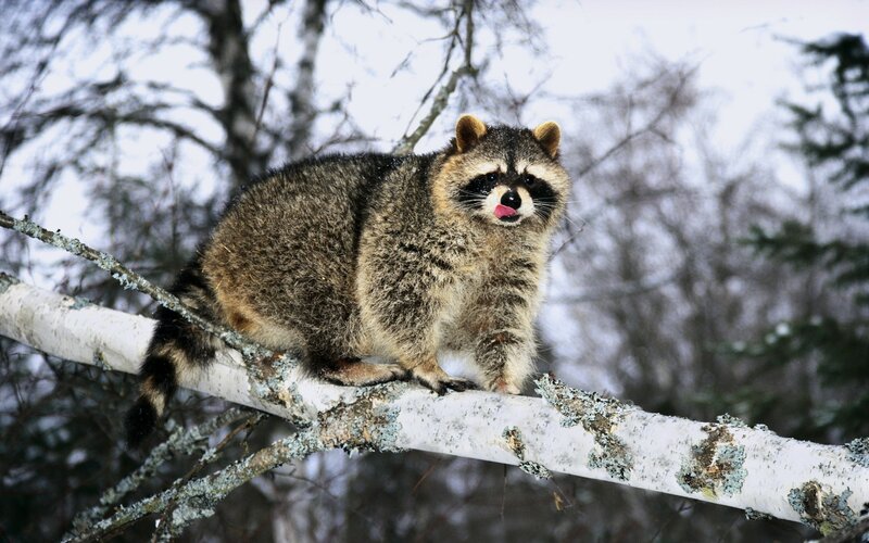 Raccoon on Tree Branch — Gray, Calm, Winter, Photograph, Tree Branch, Snow