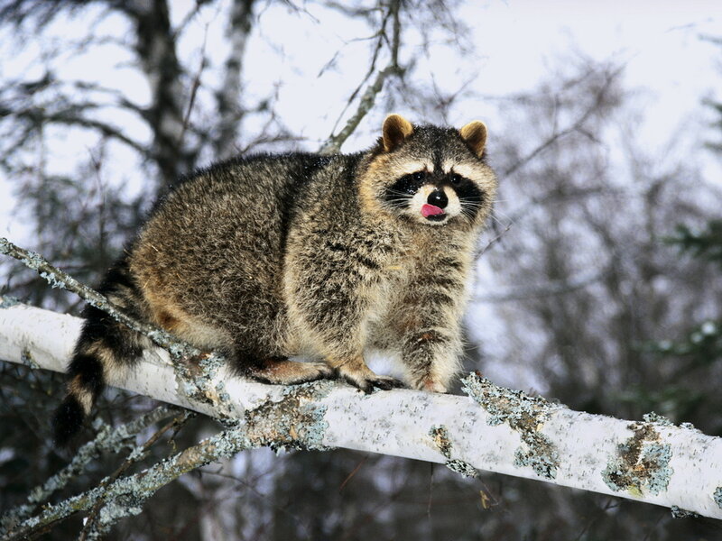 Raccoon on Tree Branch — Gray, Calm, Winter